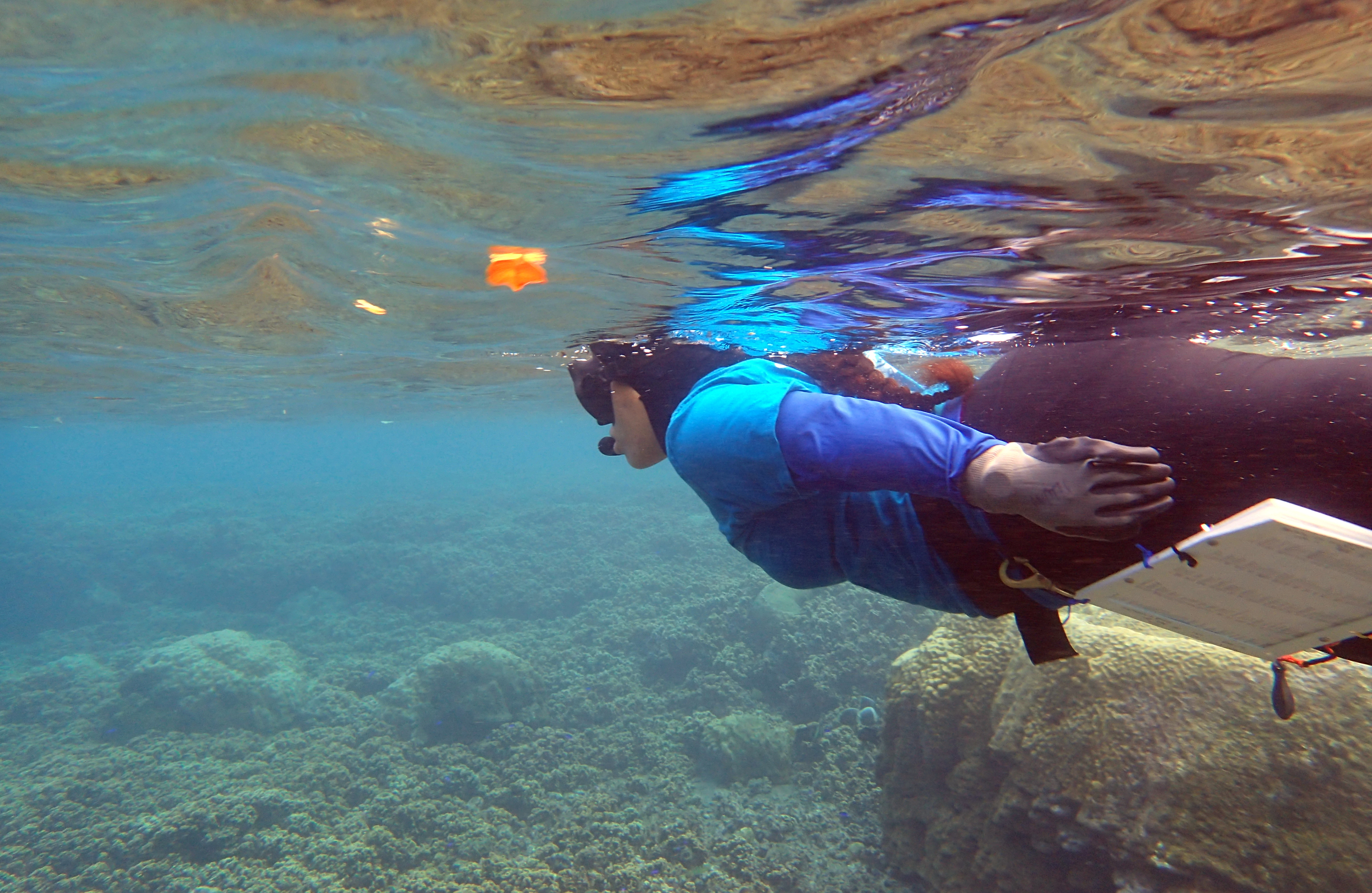 Coral Nursery Asessments