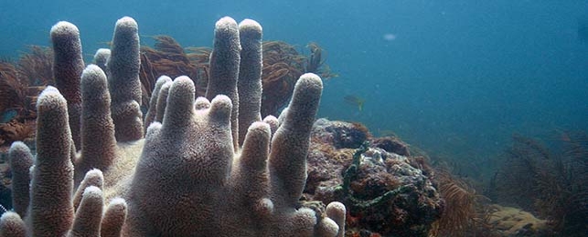 Coral Pillars