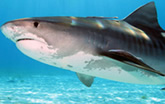 Tiger Shark