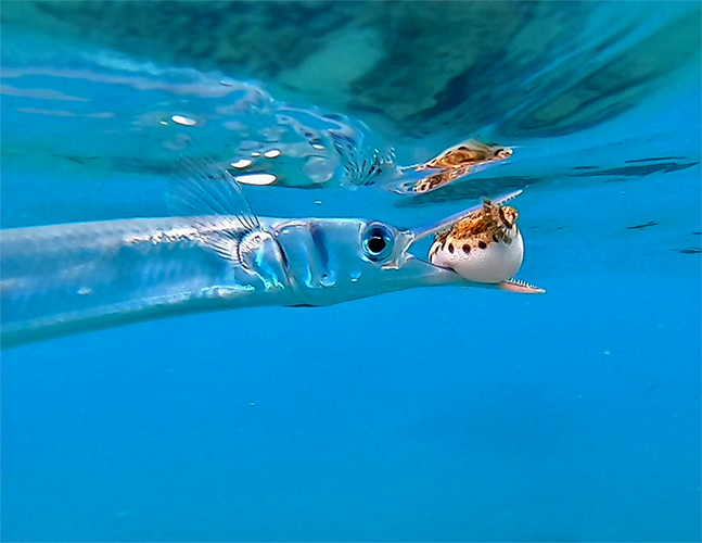 shuttershark.png